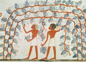 Colheita de uvas, do túmulo de Nakht, New Kingdom (pintura de parede)